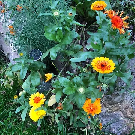 Strandgut Und Feuerstein Gustow (Vorpommern-Rugen)